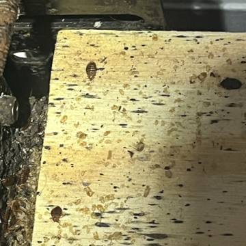 Bed bug service proof in La Vergne, TN - June 8, 2026 - Job DF50A6 photo 3