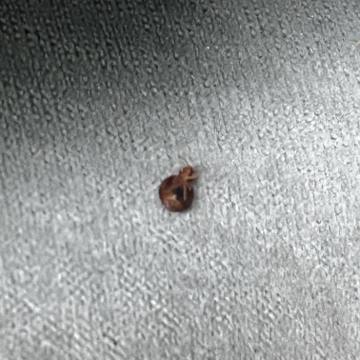 Bed bug service proof in La Vergne, TN - June 8, 2026 - Job DF50A6 photo 4
