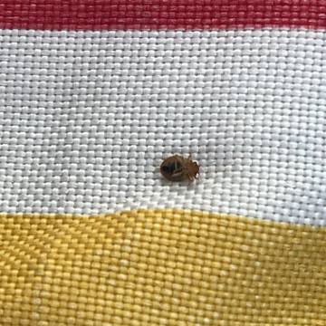 Bed bug service proof in La Vergne, TN - June 8, 2026 - Job DF50A6 photo 7