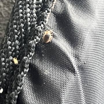 Bed bug service proof in La Vergne, TN - June 8, 2026 - Job DF50A6 photo 8