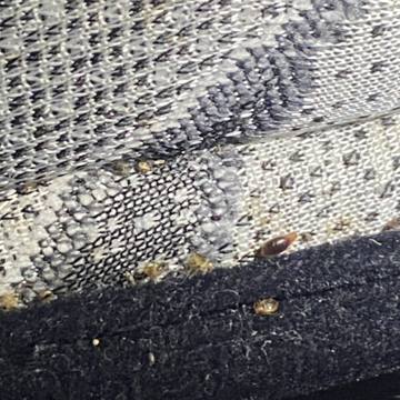 Bed bug service proof in La Vergne, TN - June 8, 2026 - Job DF50A6 photo 9