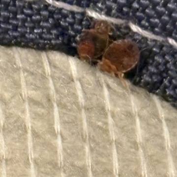 Bed bug service proof in Nashville, TN - June 11, 2026 - Job EA227F photo 1
