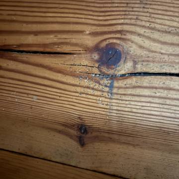 Bed bug service proof in Mt. Juliet, TN - June 8, 2026 - Job D81108 photo 1