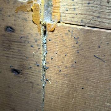 Bed bug service proof in Mt. Juliet, TN - June 8, 2026 - Job D81108 photo 2