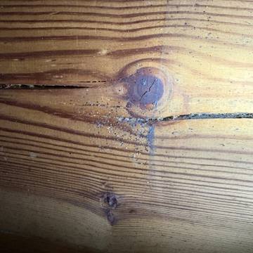 Bed bug service proof in Mt. Juliet, TN - June 8, 2026 - Job D81108 photo 4