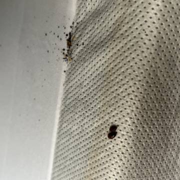Bed bug service proof in White House, TN - June 8, 2026 - Job C189C0 photo 1