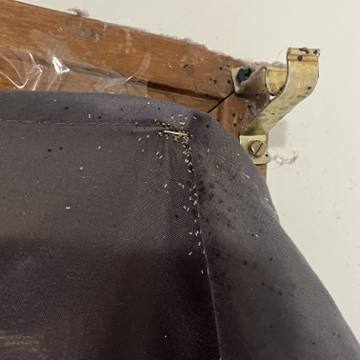 Bed bug service proof in White House, TN - June 8, 2026 - Job C189C0 photo 2