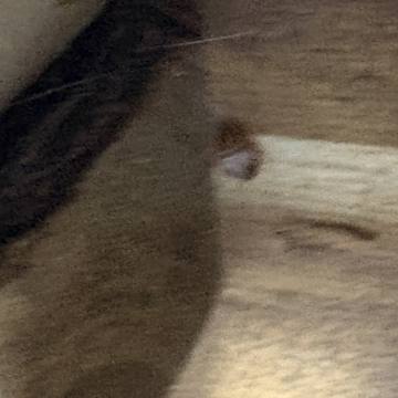Bed bug service proof in Green Hill, TN - June 8, 2026 - Job DC7127 photo 4
