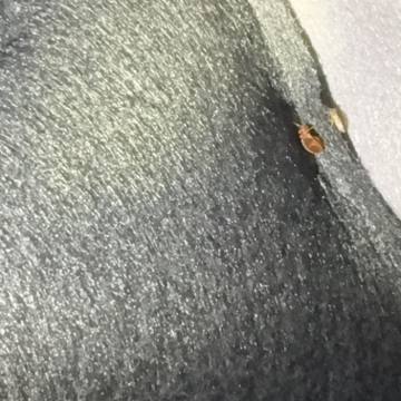 Bed bug service proof in Green Hill, TN - June 8, 2026 - Job DC7127 photo 6