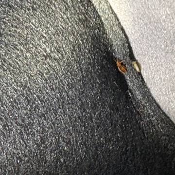 Bed bug service proof in Green Hill, TN - June 8, 2026 - Job DC7127 photo 7