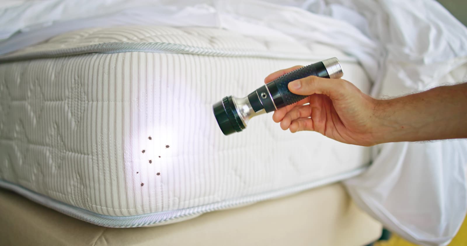 Bed bug evidence being inspected with a flashlight during a consultation
